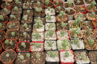 Bahçedeki minyatür kaktüs tenceresi / çeşitli türde güzel kaktüs pazarı veya kaktüs çiftliği dekorasyonu