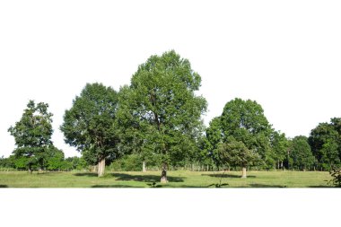 Beyaz arkaplanda izole edilmiş ağaç grubu, mimari tasarım için uygun.