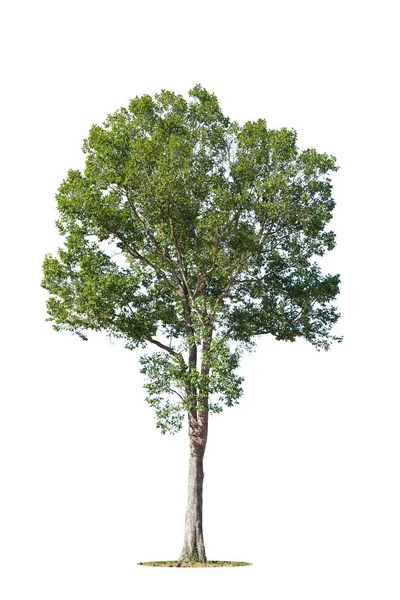 Bomen Geïsoleerd Witte Achtergrond Tropische Bomen Geïsoleerd Voor Ontwerp Reclame — Stockfoto