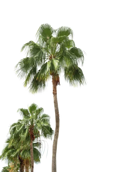 Isolerad Palm Vit Bakgrund Vacker Träd Från Thailand Lämplig För — Stockfoto