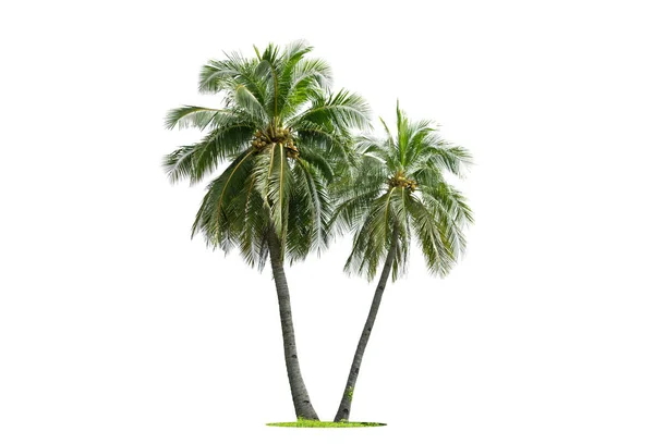 Kokosové Palmy Izolované Bílém Pozadí Vhodné Pro Použití Architektonickém Designu — Stock fotografie