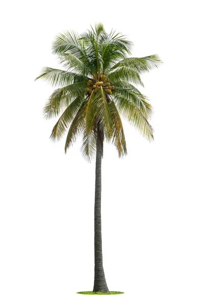 Kokosové Palmy Izolované Bílém Pozadí Vhodné Pro Použití Architektonickém Designu — Stock fotografie