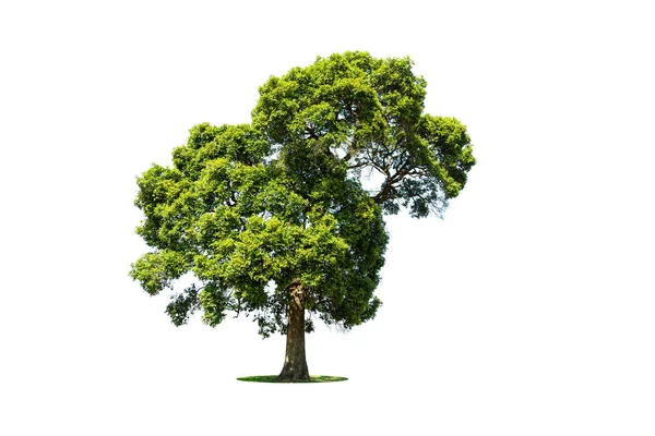 Изолированное Зеленое Дерево Белом Фоне Деревья Изолированы Белом Фоне Тропические — стоковое фото