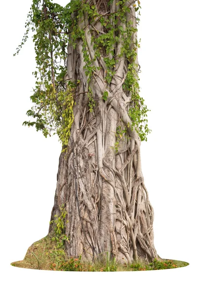 Bild Der Basis Eines Baumes Auf Weißem Hintergrund — Stockfoto