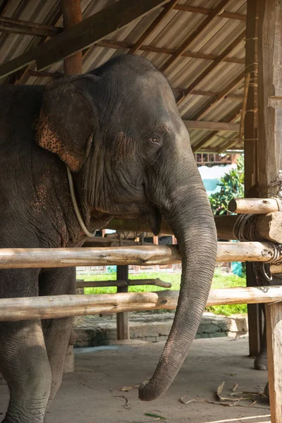 stock image Elephant at Chiang Mai, Thailand, South-East Asia, Asia