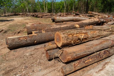 Yeşil ormandaki kesilen ağaçların kütüğü.