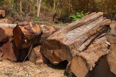 Arkaplan olarak ahşap doğal testere kütükleri, üst görünüm