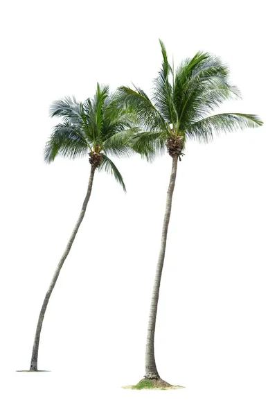 Palmboom Geïsoleerd Witte Achtergrond Knippad Opgenomen — Stockfoto