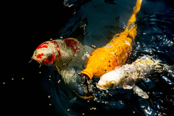 Риба Кої Стає Своєрідним Символом Любові Дружби — стокове фото