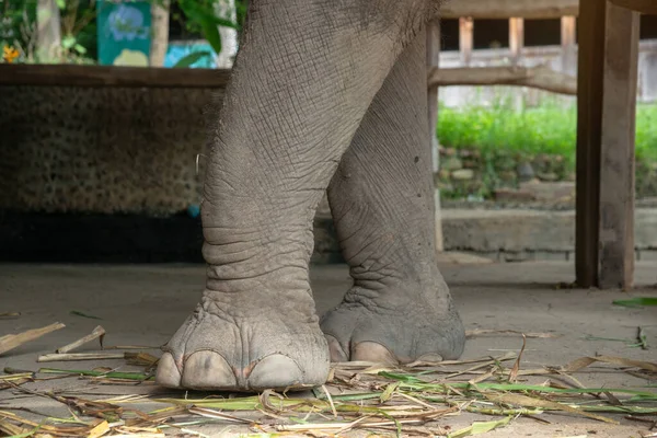 Elephant\'s foot, Elephant\'s Legs ,Asian elephants are walking on the ground.