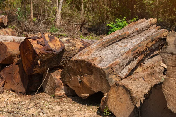 Arkaplan olarak ahşap doğal testere kütükleri, üst görünüm