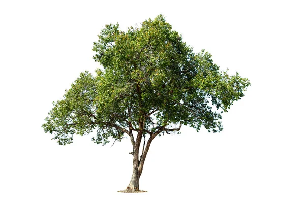 Kırpma Yolu Olan Beyaz Arkaplanda Ağaç Izole — Stok fotoğraf