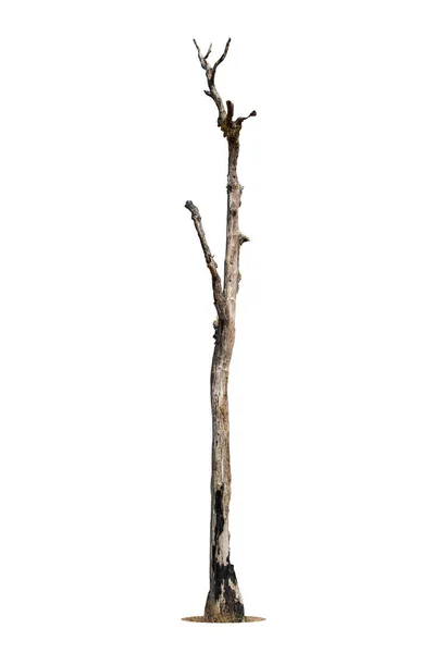Мертве Дерево Відсічним Контуром Ізольовано Білому Тлі Стокове Фото