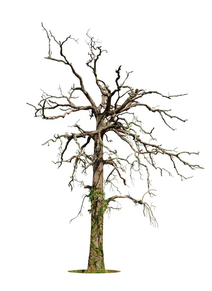 Mrtvý Strom Izolovaný Bílém Pozadí Stříhací Cesta — Stock fotografie