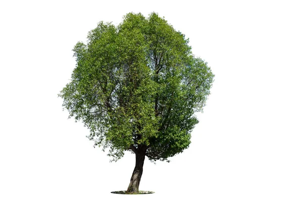 Beyaz Zemin Üzerinde Izole Edilmiş Yeşil Ağaç Beyaz Zemin Üzerinde — Stok fotoğraf