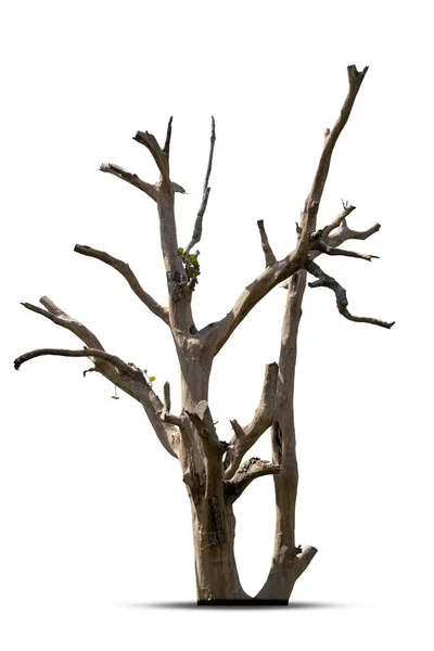 Árvore Morte Isolada Fundo Branco Com Caminho Recorte — Fotografia de Stock