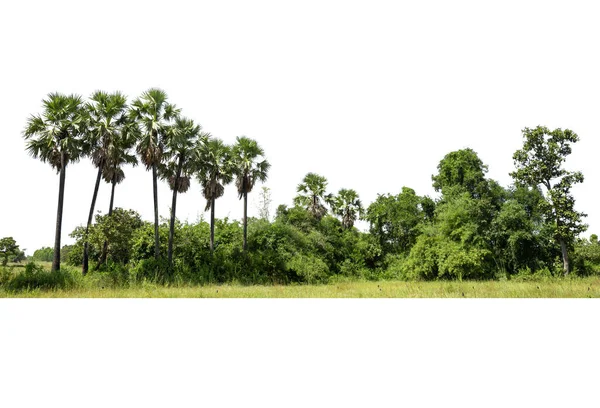 Drzewa Linia Palm Cukrowych Izolowana Białym Tle — Zdjęcie stockowe
