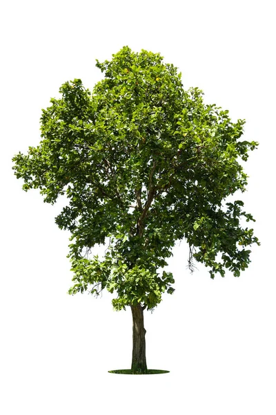 Drzewo Izolowane Białym Tle Wysokiej Rozdzielczości Dekoracji Graficznych Odpowiednie Zarówno — Zdjęcie stockowe