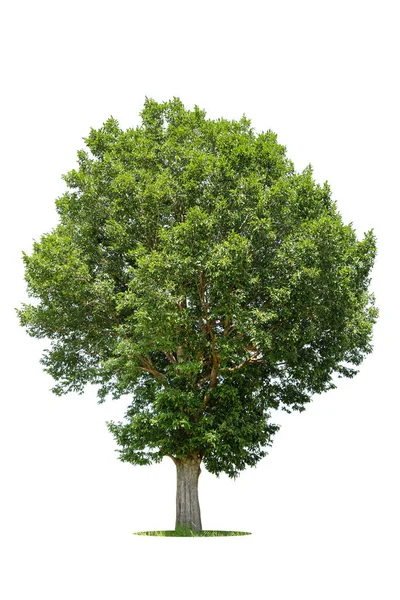 Isolerat Grönt Träd Vit Bakgrund Träd Isolerade Vit Bakgrund Tropiska — Stockfoto