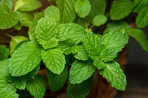 stock image Peppermint leaf green plants with aromatic properties of strong teeth and fresh ivy as a ground cover plant in thailand