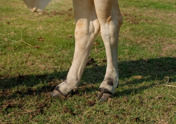 The leg of a cows  standing on  the ground,  in the farm.