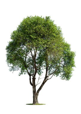 Beyaz arkaplanda yeşil izole ağaç