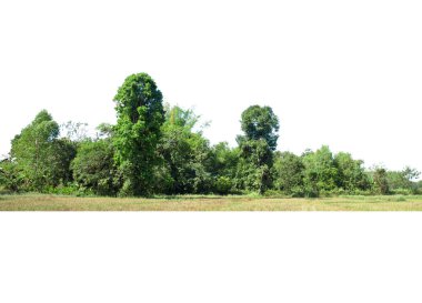 Yüksek çözünürlüklü ağaç hattının görüntüsü beyaz arkaplanda izole edilmiş