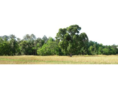 Yüksek çözünürlüklü ağaç hattının görüntüsü beyaz arkaplanda izole edilmiş