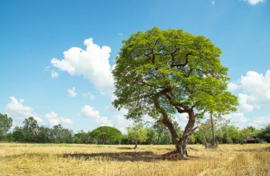 Güneşli bir günde, pirinç tarlasında yapayalnız bir ağaç..
