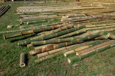 Bamboo trunks piled on the floor for making furniture.