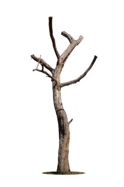 Beyaz arkaplanda izole edilmiş tek bir yaşlı ve ölü ağaç.