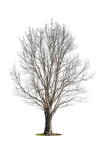 Toter Baum Mit Schneideweg Isoliert Auf Weißem Hintergrund — Stockfoto