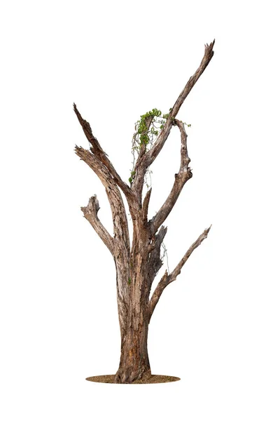 Única Árvore Velha Morta Isolada Fundo Branco — Fotografia de Stock