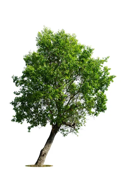 Perspektywa Drzewa Izolowane Białym Tle Tropikalne Drzewa Izolowane Wykorzystywane Projektowania — Zdjęcie stockowe
