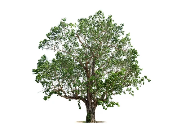 Isolierter Grüner Baum Auf Weißem Hintergrund Isolierte Bäume Auf Weißem — Stockfoto