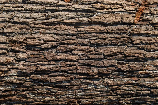 Kusursuz ağaç kabuğu arka planı. Eski ağacın kahverengi kiremit dokusu.