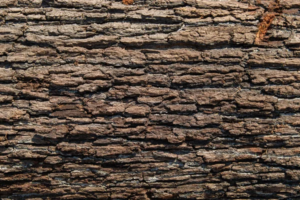 Seamless Tree Bark Background Brown Tileable Texture Old Tree Royalty Free Stock Photos