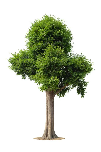 白色背景上孤立的绿树 白色背景上孤立的树 用于设计 广告和建筑的热带树木 — 图库照片