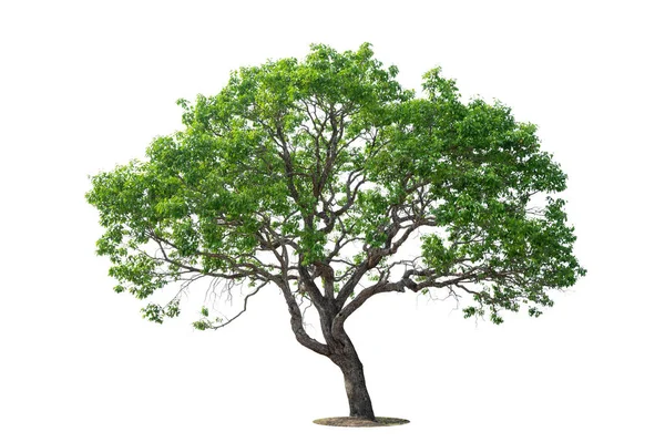 Ізольовані Зелені Дерева Білому Тлі Дерева Ізольовані Білому Тлі Тропічні Стокова Картинка