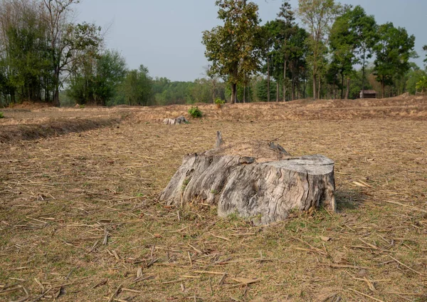 Velký Dřevěný Pahýl Louce Lese Thajsko — Stock fotografie