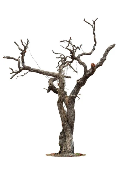 Beyaz Arkaplanda Izole Edilmiş Ölü Ağaç Kırpma Yolu — Stok fotoğraf