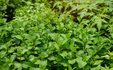 Nane ya da mentha x piperita, nane yaprakları bahçede..