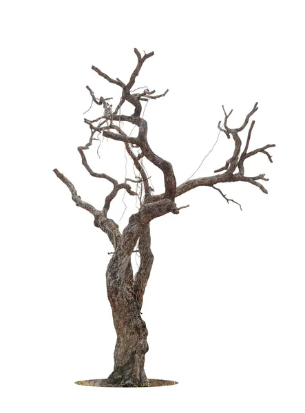 Beyaz Arkaplanda Izole Edilmiş Ölü Ağaç Kırpma Yolu — Stok fotoğraf