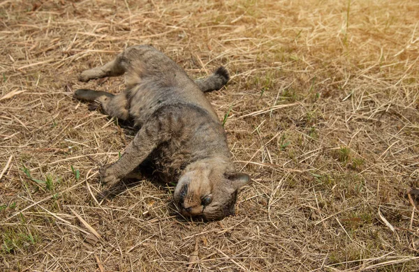Closeup Dead Cat Lying Grass Animal Death Stray Animals — Stock Photo, Image