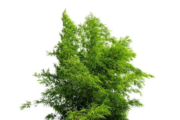 Bambusz Levelek Fehér Alapon Elszigetelve Friss Zöld Bambuszlevelű Zen Szerű — Stock Fotó