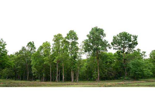 Ομάδα Δένδρων Απομονωμένων Λευκά Τροπικά Δένδρα Που Χρησιμοποιούνται Για Σχεδιασμό — Φωτογραφία Αρχείου