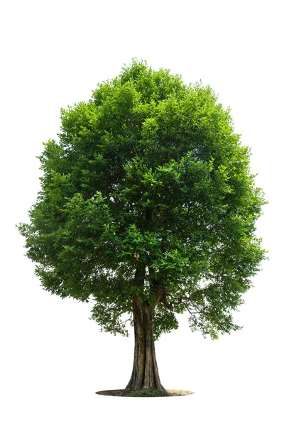 Geïsoleerde Groene Boom Witte Achtergrond Bomen Geïsoleerd Witte Achtergrond Tropische — Stockfoto