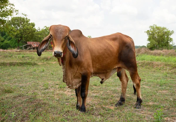 Primer Plano Retrato Vaca Fondo Granja Vacas Pie Suelo Con — Foto de Stock