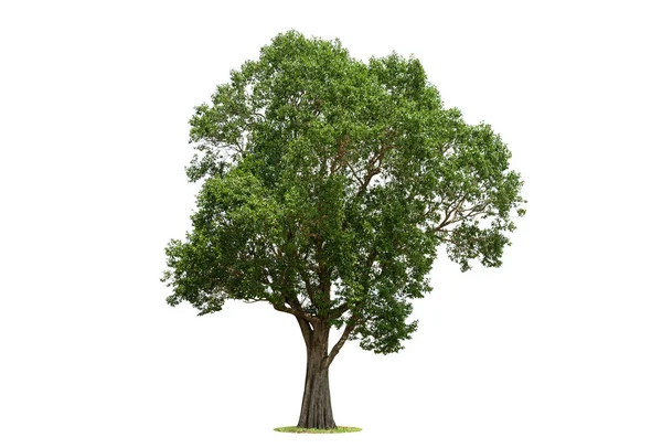 Kırpma Yolu Olan Beyaz Arkaplanda Ağaç Izole — Stok fotoğraf