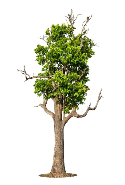 Дерево Ізольоване Білому Тлі Високою Роздільною Здатністю Графічного Оздоблення Підходить Ліцензійні Стокові Фото